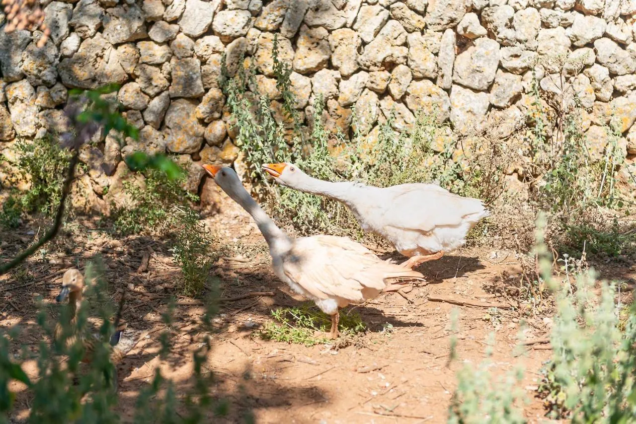 Sunset Private Eco-Villa Can Vey Inca  Spain